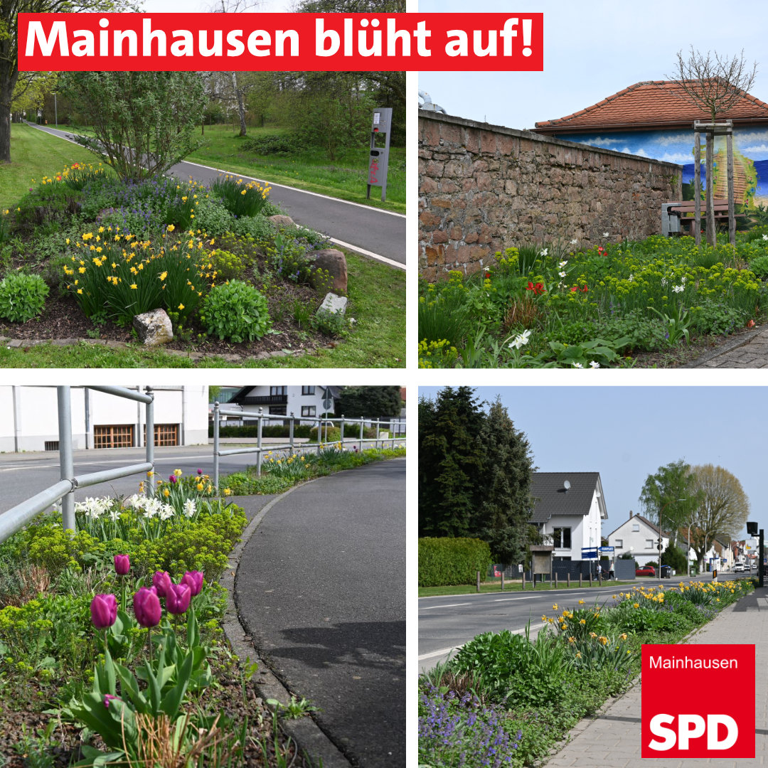 SP_Mainhausen_blüht